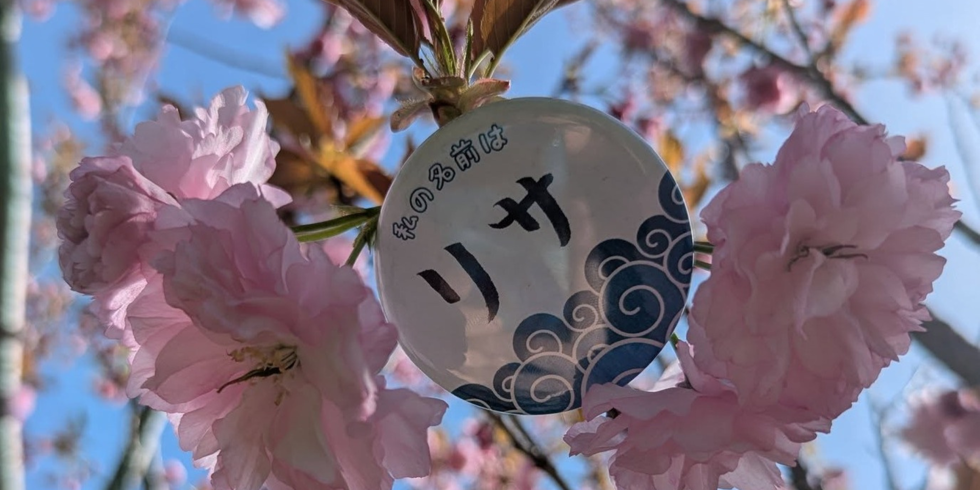 Hanami Picnic Novi Cherry Blossoms